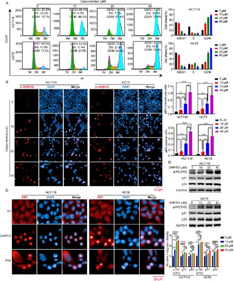 Dhpito Induces Cell Cycle Arrest At G M Phase A Cell Cycle