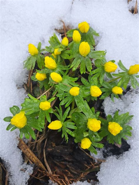 Eranthis Hyemalis Winter Aconite Rannik Zimowy