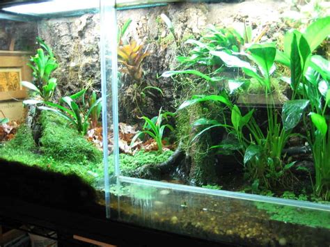 Explore The Stunning And Growing Aquarium Plants | Plantly