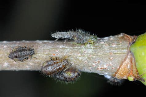 30+ Do Maple Trees Get Aphids Stock Photos, Pictures & Royalty-Free Images - iStock