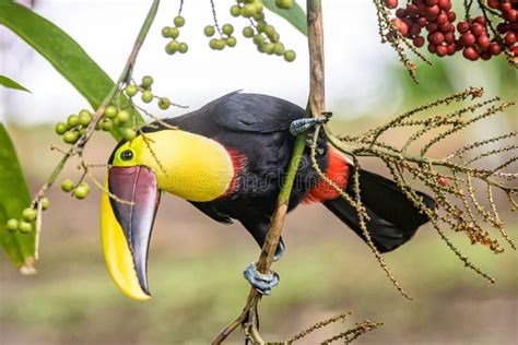 Yellow Throated Toucan Closeup Portrait Eating Fruit Of A Palm Tree In