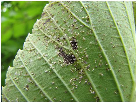 Elm Leaf Spot fungal disease