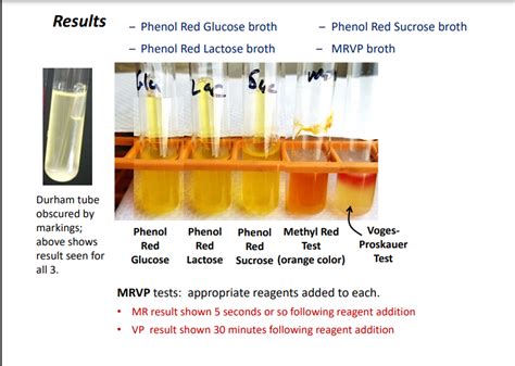 Solved Results Phenol Red Glucose Broth Phenol Red Chegg