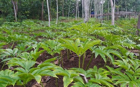 Pembeli Porang Di Luar Negeri Amorphophallus Muelleri