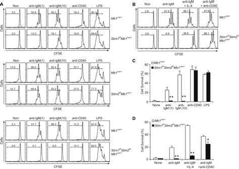 The Calcium Sensors Stim And Stim Control B Cell Regulatory Function