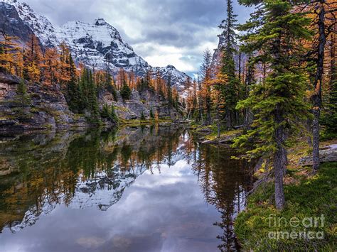 Canadian Rockies Fall Colors Reflection Photograph by Mike Reid - Pixels