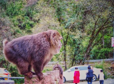 九江湖口發現成年野生藏酋猴，網友：是景點搶遊客食物的猴子嗎？ 每日頭條