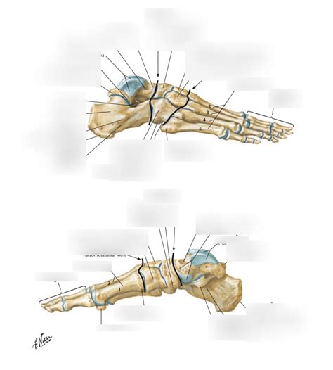 Tarsals Diagram | Quizlet