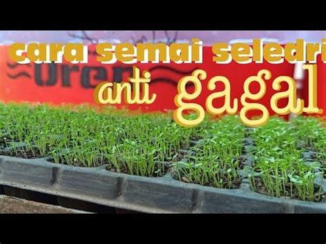 Rumput Hias Dalam Pot Sonia Hill