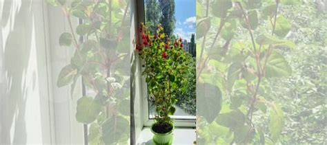 Фуксия купить в Воронеже | Товары для дома и дачи | Авито