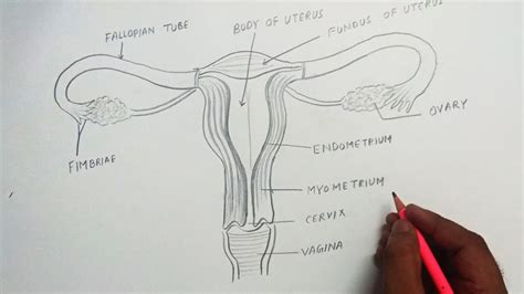 Draw And Label A Diagram Of The Female Reproductive System R