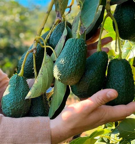 Comprar Aguacates Online En Tropitop