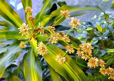 Dracaena fragrans - Dracaena deremensis care | Travaldo's blog