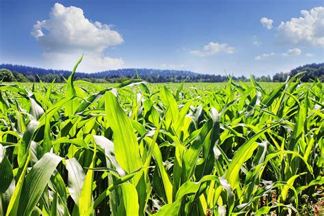 HD Wallpaper Green Plants Under White And Blue Sky Field Corn