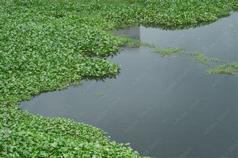 water pollution with garbage on water Stock Photo | Adobe Stock