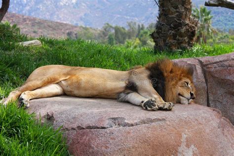 Lion Sleeping On A Rock Stock Image Image Of Wild Male 21472695