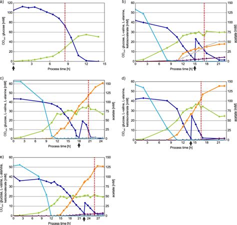 Cultivation Profiles Of Analyzed C Glutamicum Strains The Arrow Shows