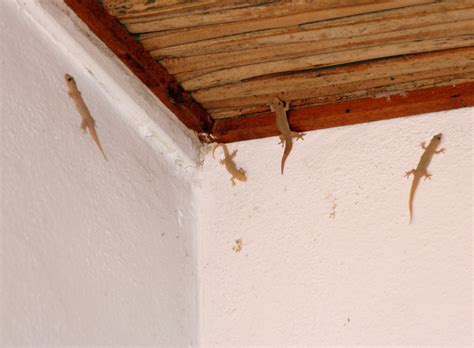 connaissez vous ce lezard qui marche au plafond