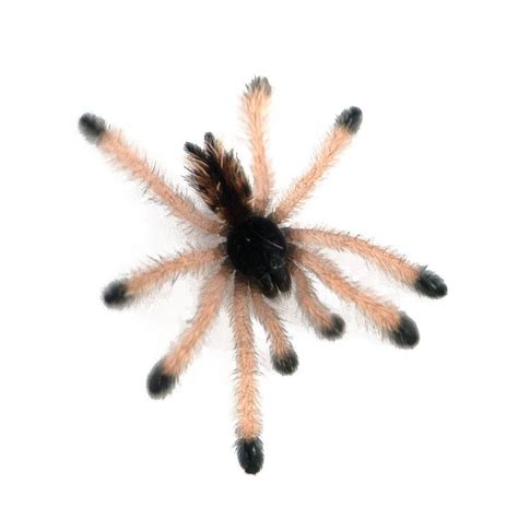 Common Pink Toe Tarantula Morphotype 1 Avicularia Avicularia M1 Captive Bred