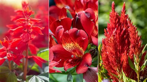 25 Types of Red Flowers | Petal Talk