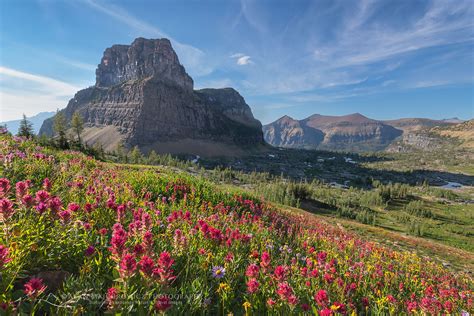 Boulder Pass Wildflowers Glacier National Park Alan Majchrowicz