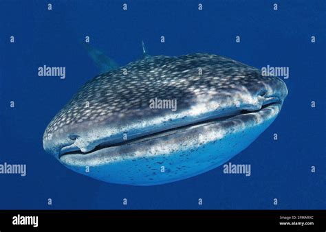 Whale Shark Size Vs Blue Whale