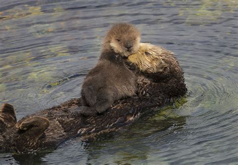 Otter Facts - Animal Facts Encyclopedia