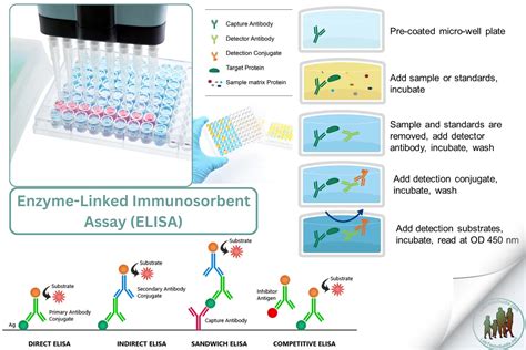 Enzyme Linked Immunosorbent Assay ELISA Lab Tests Guide