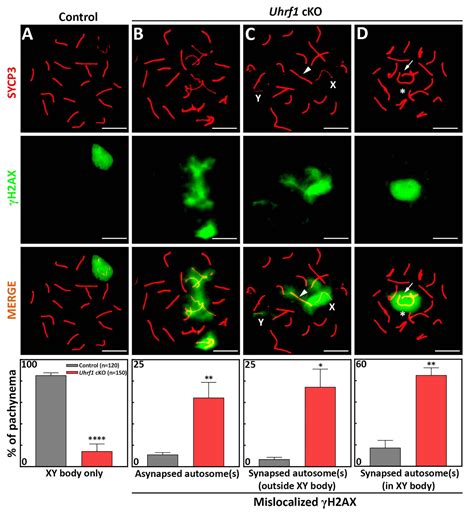 UHRF1 Is Indispensable For Meiotic Sex Chromosome Inactivation And Interacts With The DNA Damage