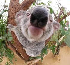 Cute Koala Nose – Koalafication