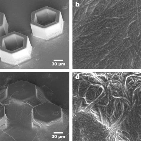 BC Grown On Polymeric Materials A BC Film Formed After 6 H Of