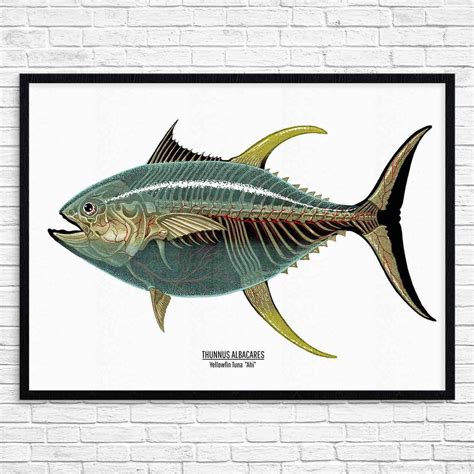 THUNNUS ALBACARES by Nychos | Letterpress poster, Culture art, Print ...