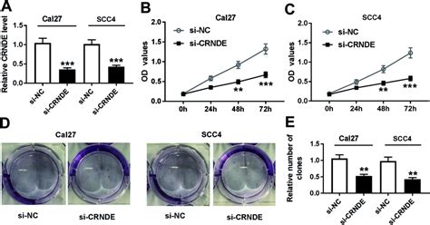 Crnde Knockdown Repressed The Proliferation And Colony Formation Of