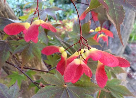 acer palmatum « It’s Mike Ettner’s Blog