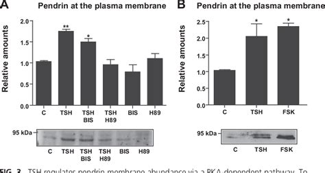 Figure 3 From Tsh Regulates Pendrin Membrane Abundance And Enhances