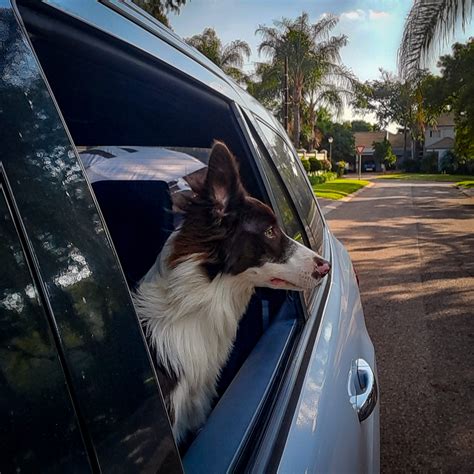 Pueden los perros comer almendras Descubre por qué las almendras son