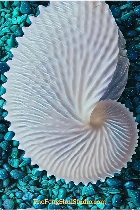 Shells Are A Feng Shui Energy Boost In The Category Of Objects Of