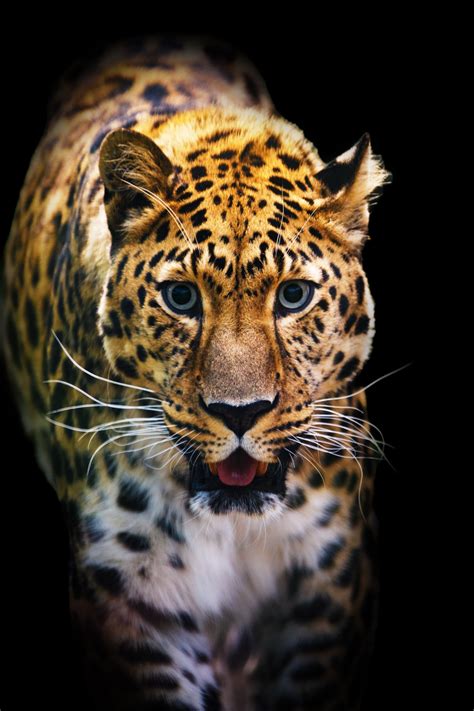 Leopard Portrait Free Stock Photo Public Domain Pictures