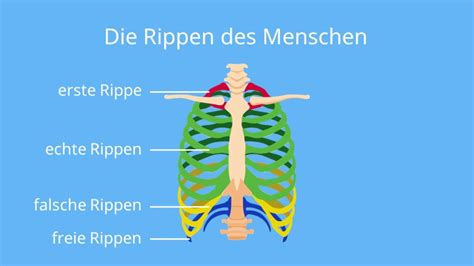 Echte Falsche Freie Rippen Cheap Sale Innoem Eng Psu Ac Th