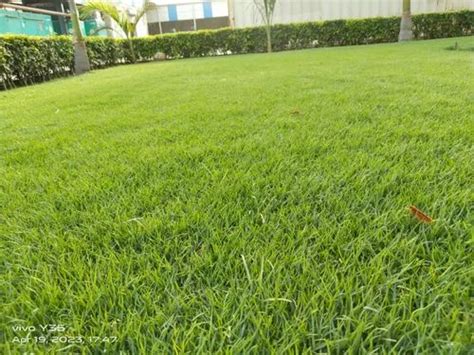 Nilgiri Grass Natural Green Grass at Rs 10 sq ft नचरल गरस in New