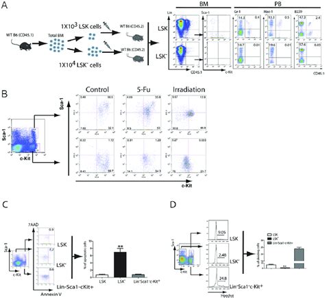 The Lsk Cell Population Is Derived From Lsk Cells And Provides An