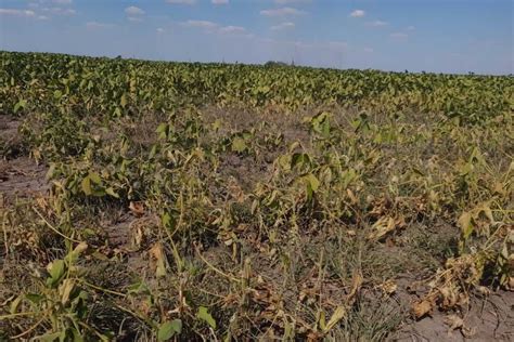 Buenos Aires Declaró La Emergencia Agropecuaria Para Municipios