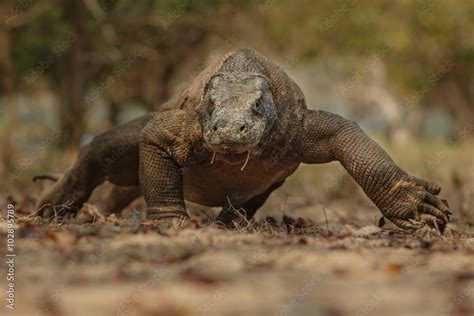 Komodo Dragon Walking Ahead On The Beach On Komodo Island In Indonesia