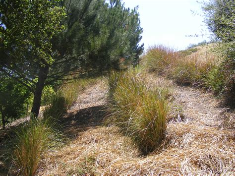 Vetiver Grass — Drylands Farming Company