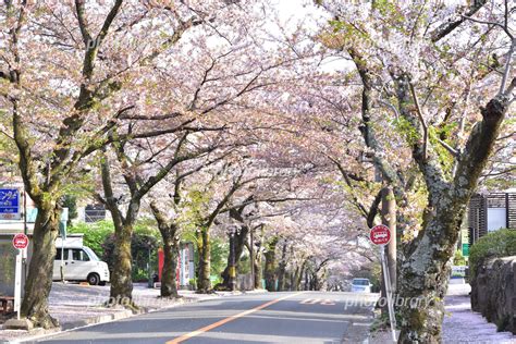 伊豆高原の桜のトンネル 写真素材 5667882 フォトライブラリー Photolibrary