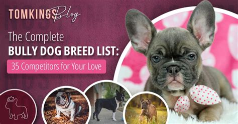 The Complete Bully Dog Breed List: 35 Competitors for Your Love ...