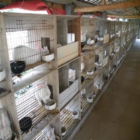 Rabbit Farming Cage/rabbit Breeding Cages/commercial Rabbit Cages - Buy ...