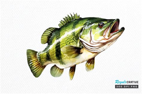 Bass Fishing Watercolor Art Clipart Png Graphic By Regulrcrative