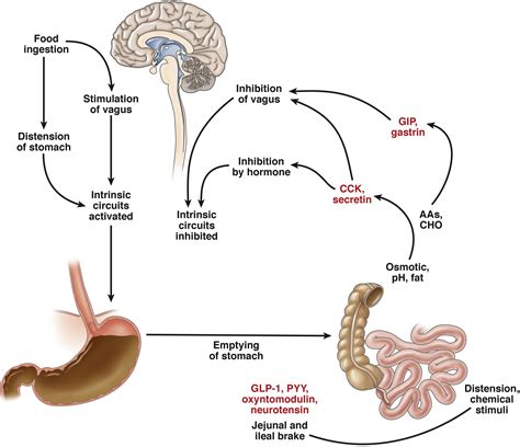 Peripheral Mechanisms In Appetite Regulation Gastroenterology