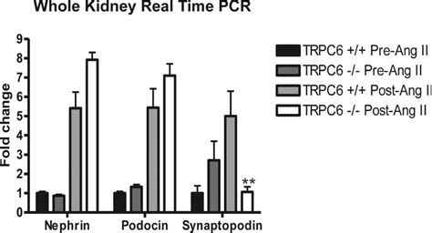 Upregulation Of Nephrin And Podocin And Downregulation Of Synaptopodin